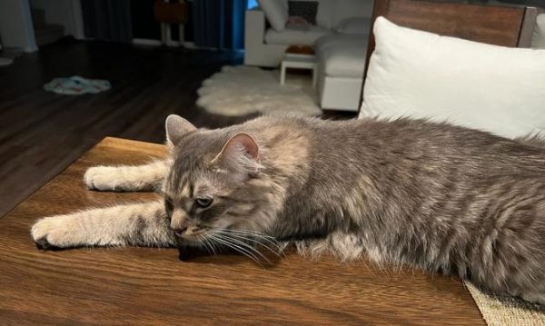 猫咪怀孕期间的饮食需求解析（科学膳食有助于猫咪健康妊娠）