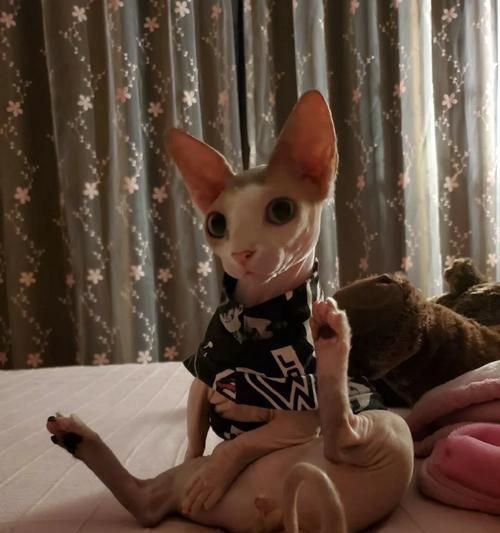 猫咪怀孕期间的饮食需求解析（科学膳食有助于猫咪健康妊娠）