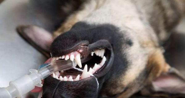 狗狗怀孕期间的饮食注意事项（宠物主人必须知道的四个关键点）