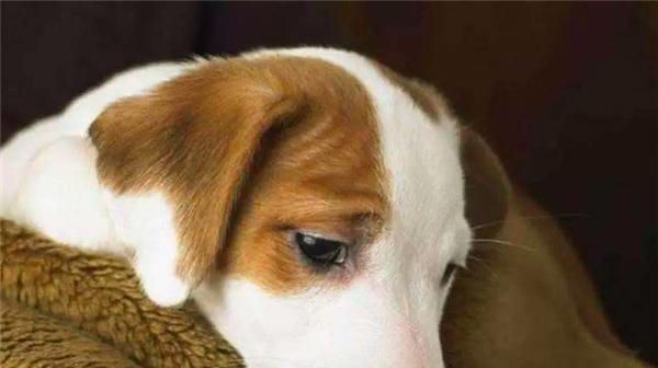 狗狗怀孕期间的饮食注意事项（宠物主人必须知道的四个关键点）