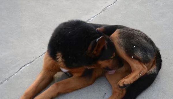 狗狗怀孕期间的饮食注意事项（宠物主人必须知道的四个关键点）