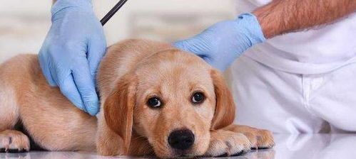 狗狗怀孕慎用消炎药，咨询兽医更安全。