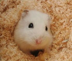 仓鼠木屑可否用其他材料替代？