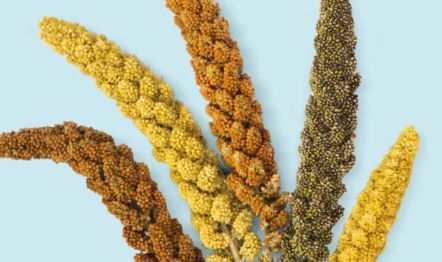 喜帅鸟粮以科研创新引领行业变革 重新定义宠物鸟营养标准