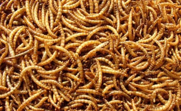 黄粉虫为什么被称为优质的鸟粮 营养价值有多高