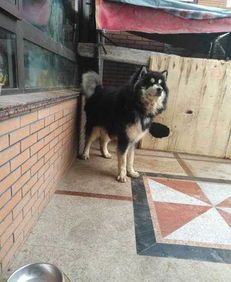 一岁阿拉斯加犬狗粮选购指南