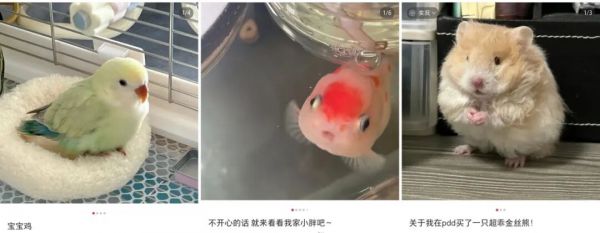 千亿宠物市场！2025下半年小红书这些赛道赚翻了！