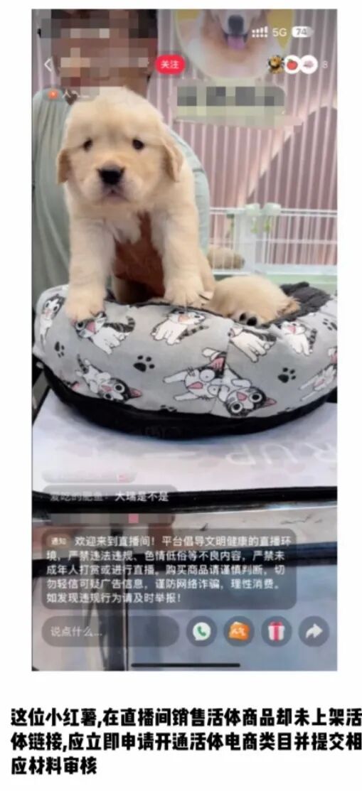 千亿宠物市场！2025下半年小红书这些赛道赚翻了！