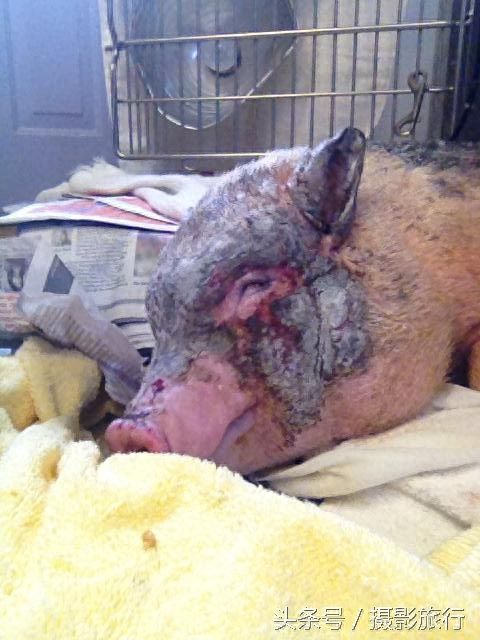 这只宠物猪为了救它所谓的贵重宝物，差点被烤熟了