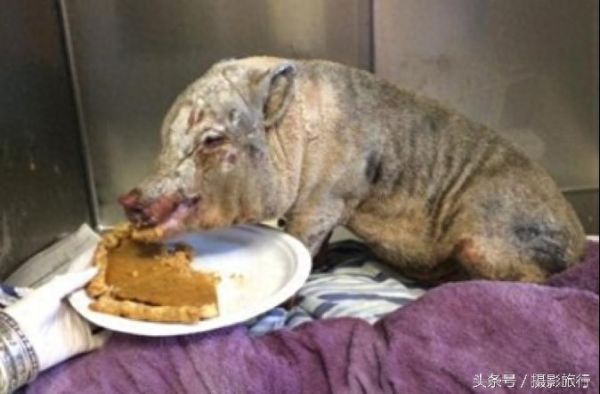 这只宠物猪为了救它所谓的贵重宝物，差点被烤熟了