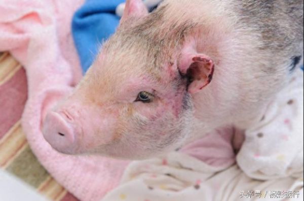 这只宠物猪为了救它所谓的贵重宝物，差点被烤熟了