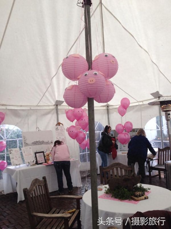 这只宠物猪为了救它所谓的贵重宝物，差点被烤熟了