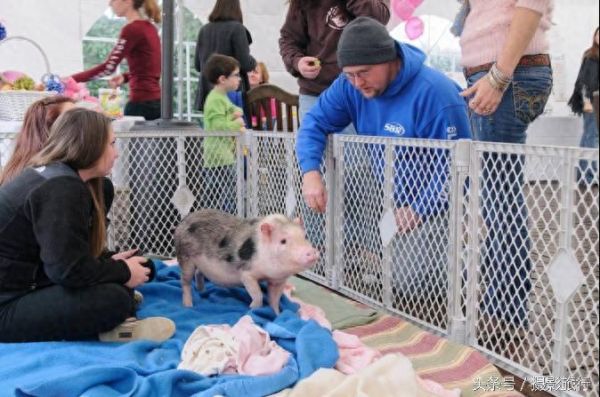 这只宠物猪为了救它所谓的贵重宝物，差点被烤熟了