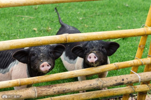 农场里的小香猪