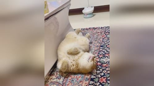 是谁教它这么睡觉的