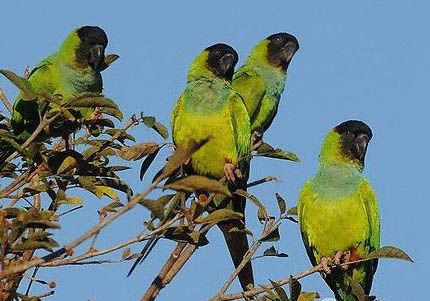 鹦鹉会不会说话，怎么教它说话