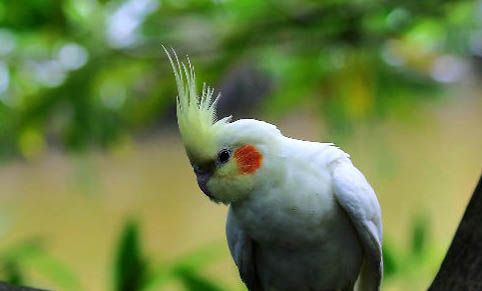 鹦鹉会不会说话，怎么教它说话