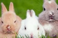 兔子宠物的健康饮食与日常护理