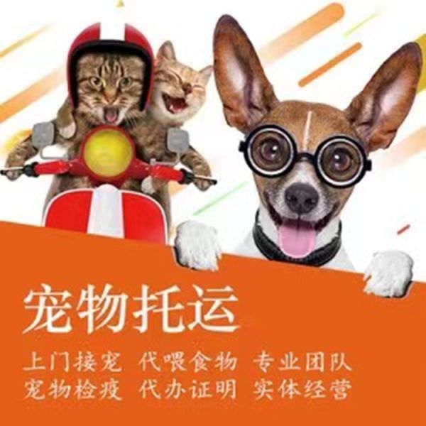 运输 郑州托运狗托运