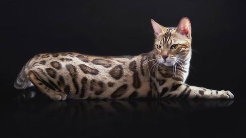 豹猫作为宠物能养多久？