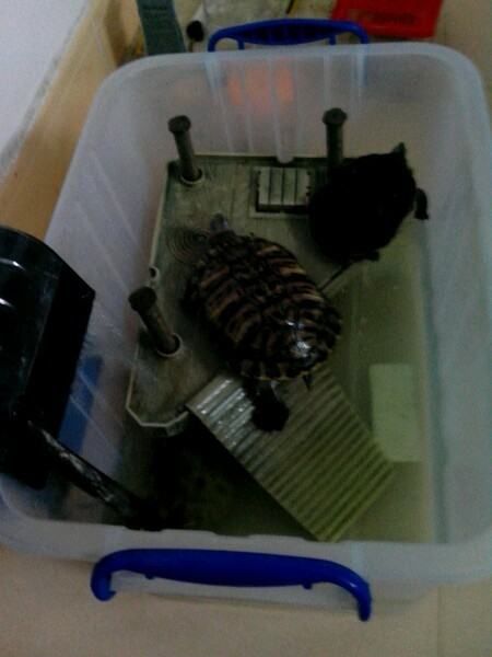 宿舍宠物水龟饲养指南之第二部分