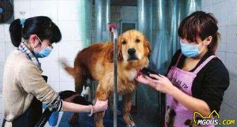 狗狗长寿秘诀：主人的这些好习惯，决定了狗狗寿命长短