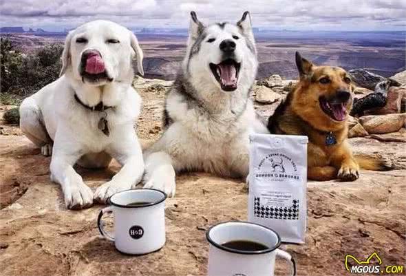 狗狗长寿秘诀：主人的这些好习惯，决定了狗狗寿命长短