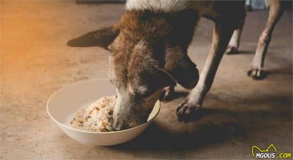 狗狗长寿秘诀：主人的这些好习惯，决定了狗狗寿命长短