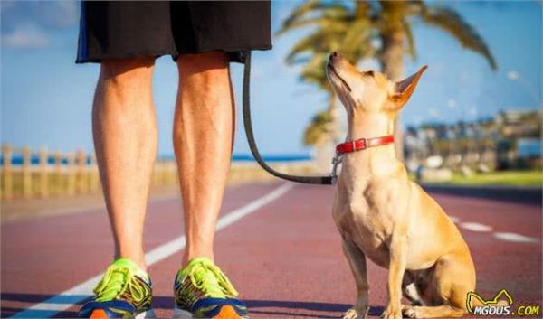 狗狗长寿秘诀：主人的这些好习惯，决定了狗狗寿命长短