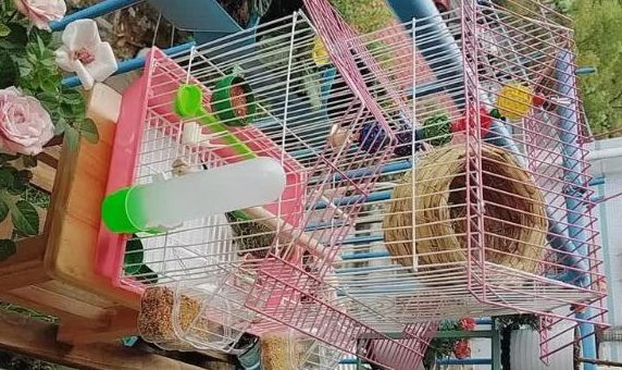 虎皮鹦鹉鸟笼推荐鹿色，精致设计守护羽间萌宠