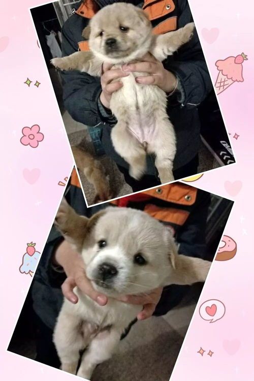 怎么领养小萌宠宠物狗呢