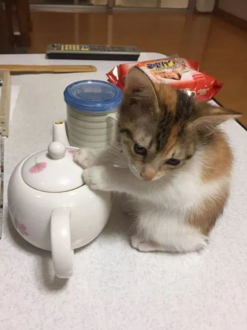 “宠物奶猫家常食谱分享”