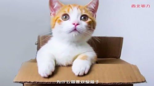 “宠物奶猫家常食谱分享”