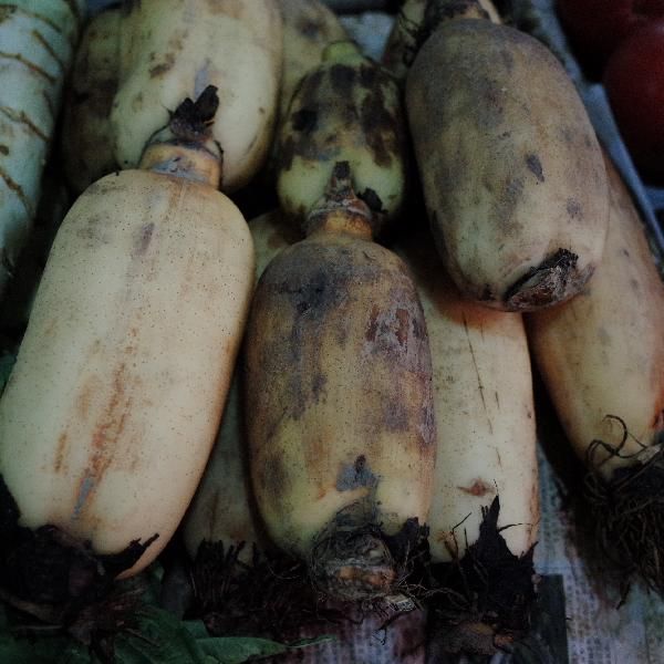 容易消化的饭菜食谱