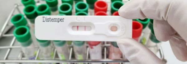 宠物狗常见疾病诊断与治疗:识别犬瘟热五大症状与治疗误区