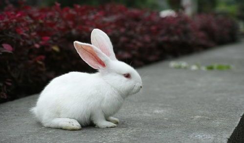 中国白兔易患常见病，宠物养护必知！