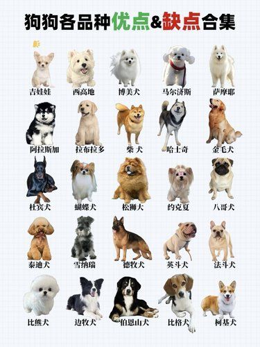 狗狗品种优缺点概括 