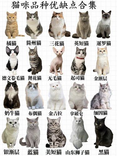 猫咪品种优缺点合集