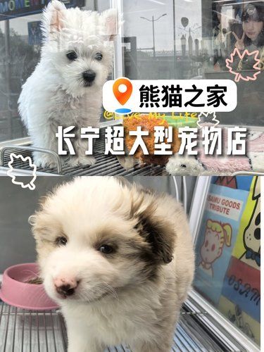 长宁路藏着一家“冠军犬”摇篮？就是熊猫之家！
