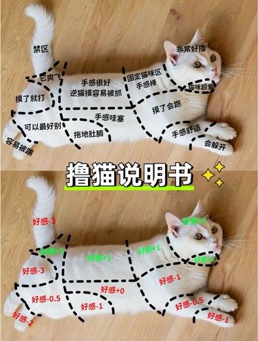 新手撸猫说明书如何正确撸猫⁉️