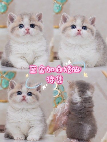 上海连锁猫舍｜蓝金加白矮脚妹妹