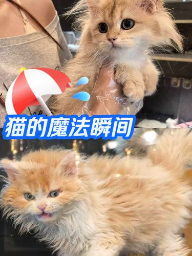 猫狗爬宠全都有！揭秘熊猫之家的“全能”实力！