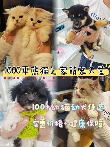 家人们谁懂啊！邂逅了1000平宠物乌托邦