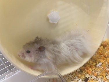 宝藏鼠房！up up