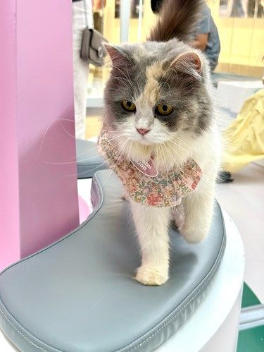 这是我近期去过蕞治愈的猫咖天堂