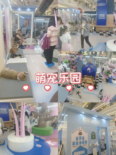 大型商场里的逗猫一幕