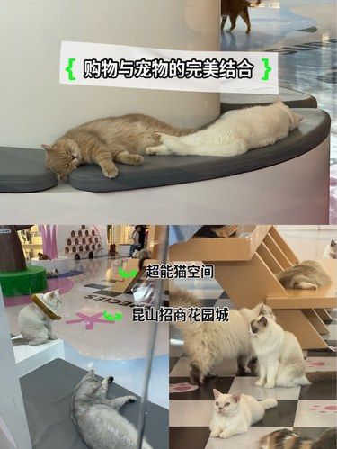 猫咪天地～宠物乐园