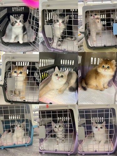 广州天河实体猫舍，图片上都回家了