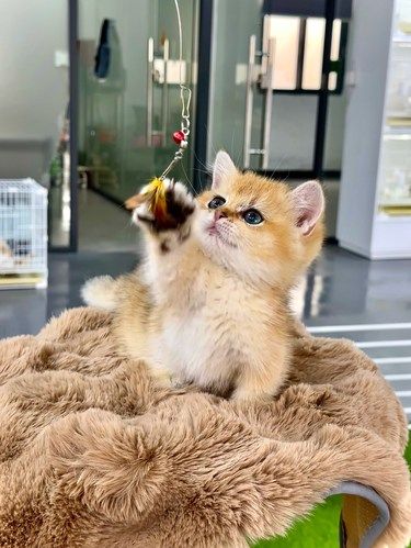 在广州❗️买到心心念念的毛孩子终于圆梦啦！