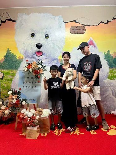 广州一家只做西高地的犬舍